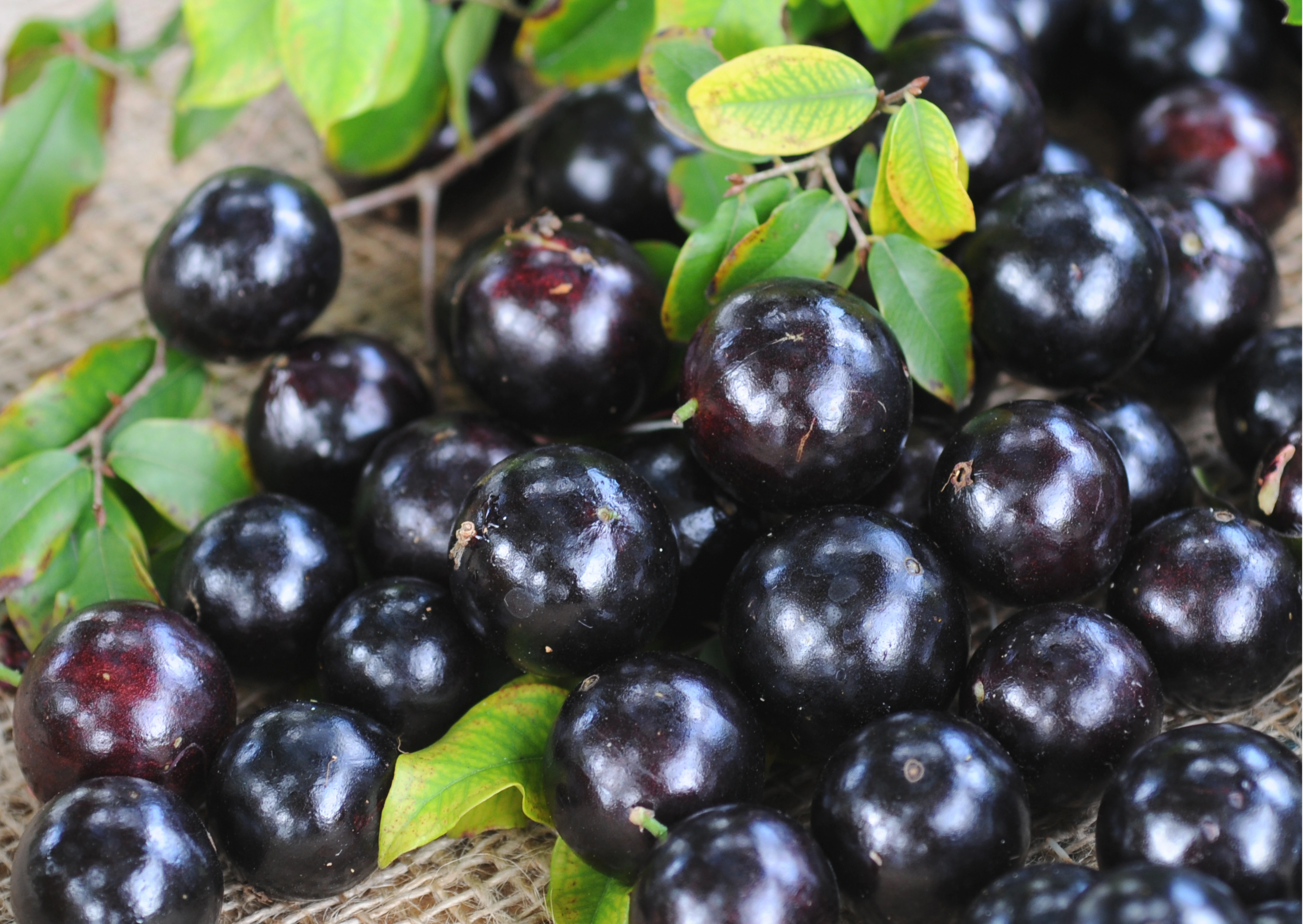 Jabuticaba Metabody